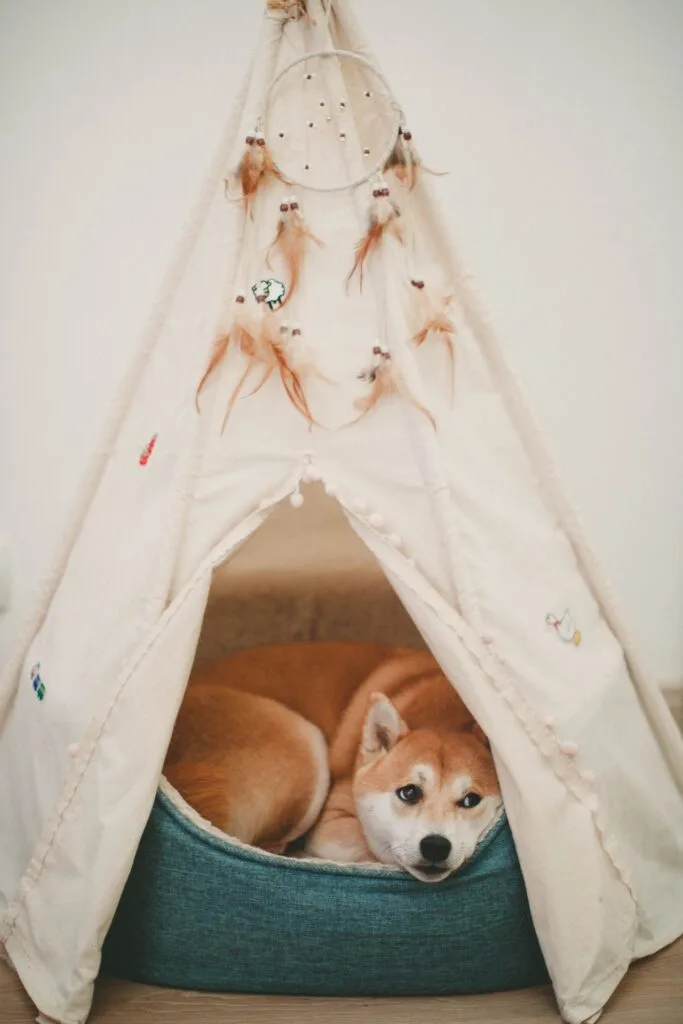 Hond angstig voor geluiden