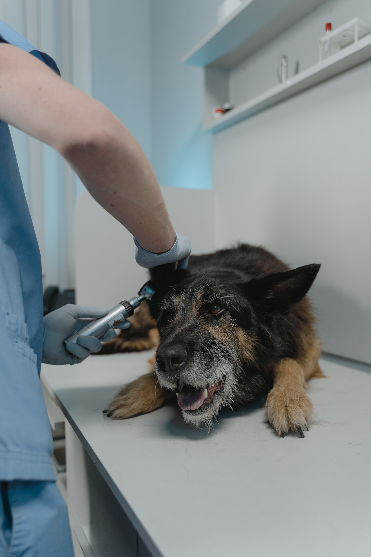 Hond krijgt rustgevende medicatie toegediend