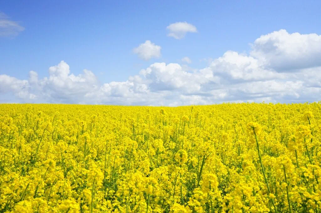 Veld met bloemen van hooikoorts